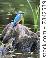 Kingfisher of a Kingfisher 7842539