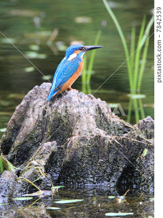 Kingfisher of a Kingfisher Kingfisher of a Kingfisher 7842539