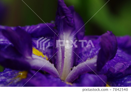 Iris Iris 7842540
