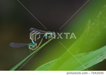 Mortonagrion hirosei 7842640