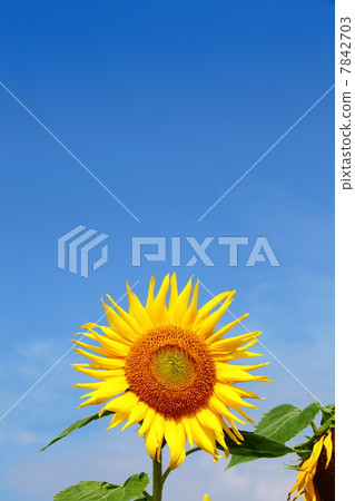 向日葵 太陽花 花朵 7842703
