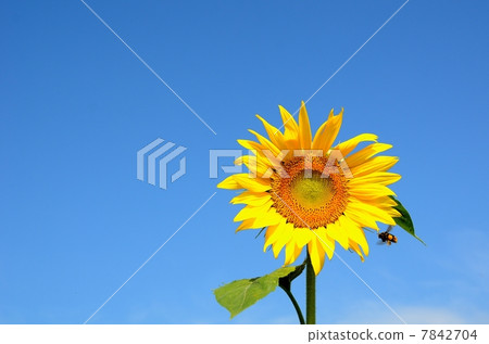 向日葵 太陽花 花朵 7842704