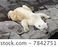 北極熊 7842751