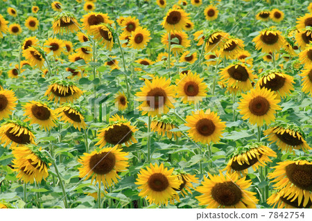 向日葵 7842754