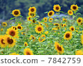 向日葵 7842759