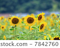 向日葵 7842760