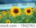 向日葵 7842761