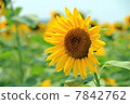 向日葵 7842762