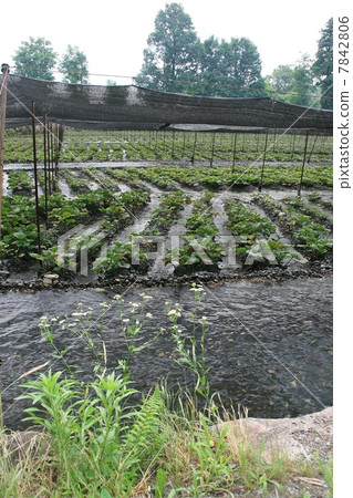 Daio Wasabi農場 7842806