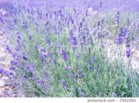 Blossoming of lavender flowers in Valensole, Provence Blossoming of lavender flowers in Valensole, Provence 7842884