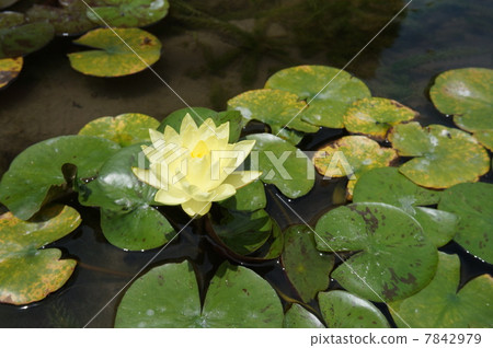 Yellow water lily blooming on the surface of the water along the road Sukumo City, Kochi Prefecture Yellow water lily blooming on the surface of the water along the road Sukumo City, Kochi Prefecture 7842979