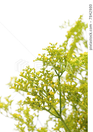 Ominaeji Ominaeji 7842980