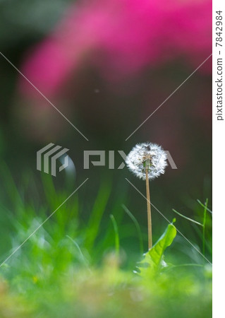  蒲公英 7842984
