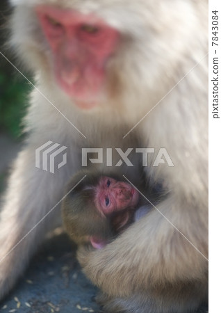Japanese macaques 7843084