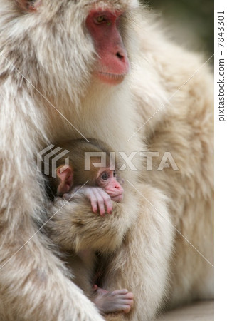 日本獼猴 7843301