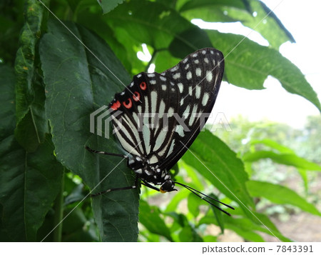 Akaboshigo gullfish summer type 7843391