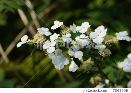 Noripesugi粘貼菠菜 Noripesugi粘貼菠菜 7843396