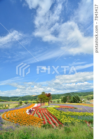 Biei Elderly Hill Biei Elderly Hill 7843417