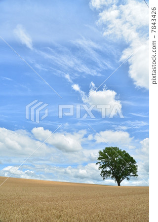 Biei philosophy tree Biei philosophy tree 7843426