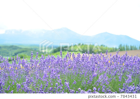 Hokkaido lavender Hokkaido lavender 7843431