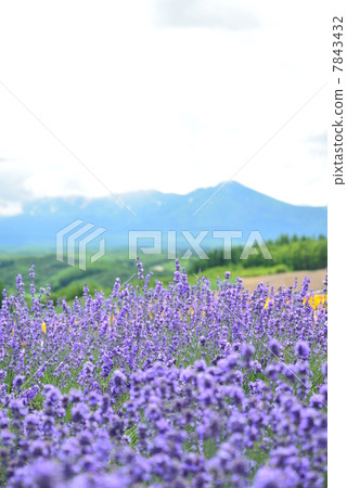 北海道薰衣草 7843432