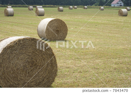 Grass roll 7843470