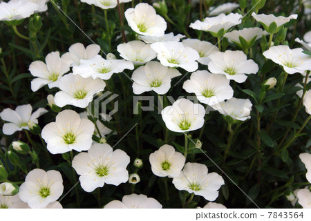 Arenalia · Montana Arenalia · Montana 7843564