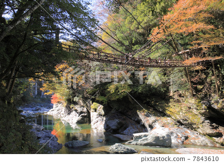 Tokushima prefecture Miyoshi City, autumn "Kazura no Kazura Bridge" Tokushima prefecture Miyoshi City, autumn "Kazura no Kazura Bridge" 7843610
