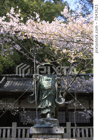 四國神社工廠71號佛教寺院“Yaidaji”盛開的櫻花和Kobo Daishi的雕像 7843623