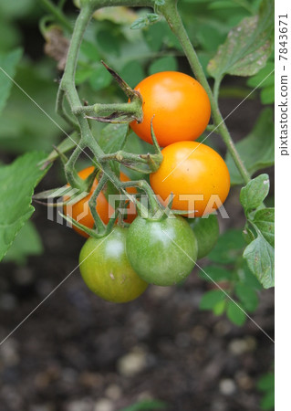 Italian tomato · Piccola canary 7843671