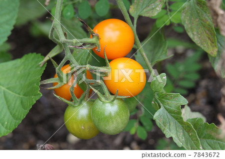 Italian tomato · Piccola canary 7843672