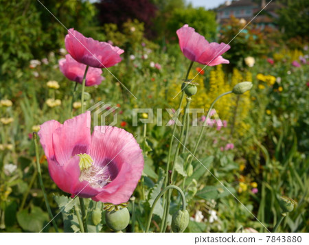 Monet's garden 7843880