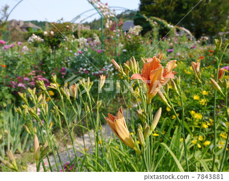莫奈的花園 7843881
