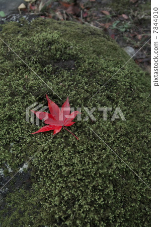 莫斯和莫吉吉 7844010