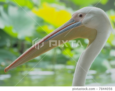 相似的Momoiro鵜鶘配置文件 相似的Momoiro鵜鶘配置文件 7844056