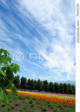 北方花卉園 7844194