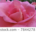 Roses (pink) 7844278