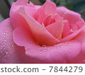 Roses (pink) 7844279