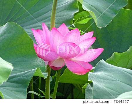 蓮花 蓮花 7844357