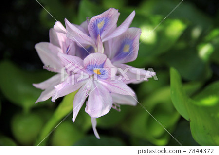 Water hyacinth Water hyacinth 7844372