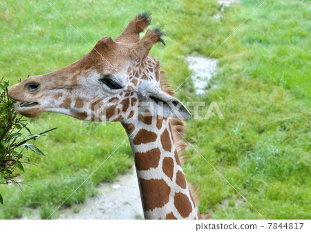 麒麟 麒麟 7844817