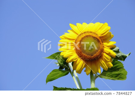 向日葵 向日葵 7844827