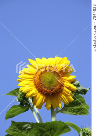 向日葵 向日葵 7844828