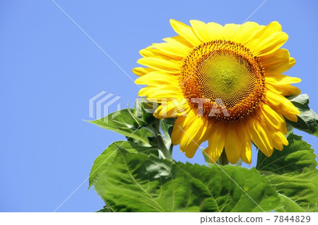 向日葵 向日葵 7844829