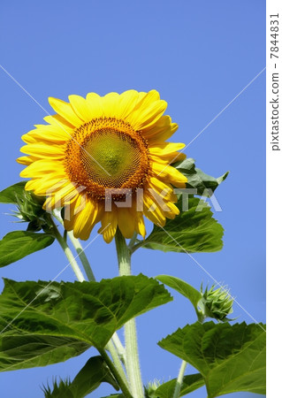 sunflower sunflower 7844831