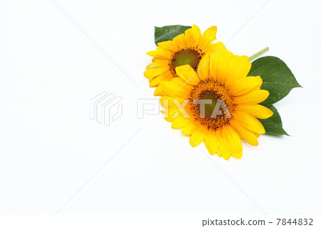 向日葵 7844832