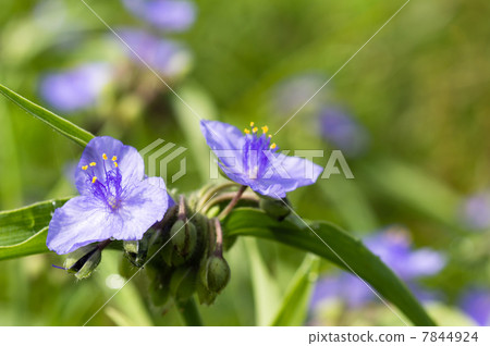  Murasakiyukusa 7844924