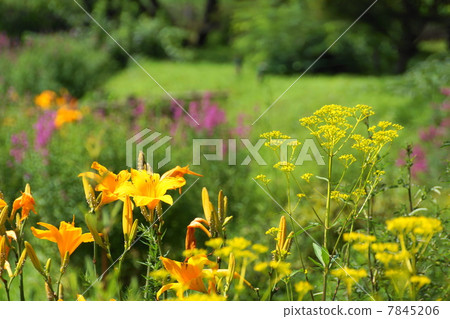 七月花Nokanzou Ulysuki 24 7845206