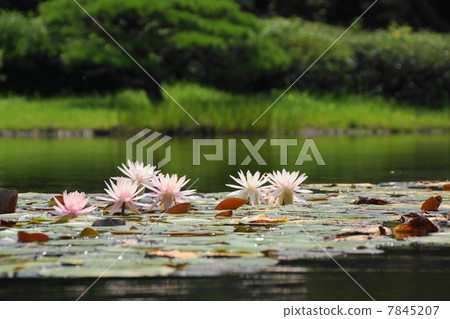 七月花百合·睡蓮科109 7845207