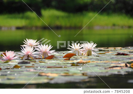 七月花百合·百合家108 7845208